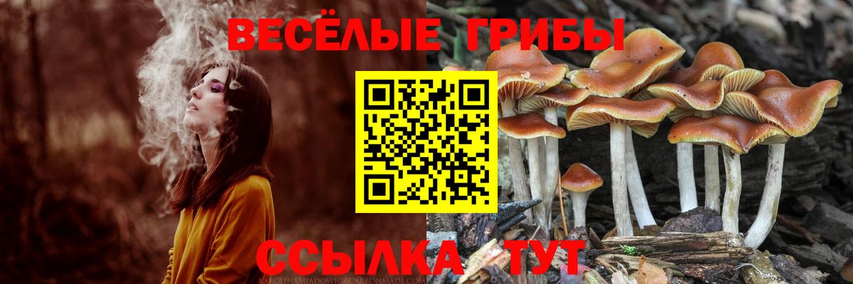 Псилоцибиновые грибы Psilocybine cubensis Борзя
